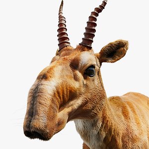 3D antelope horns