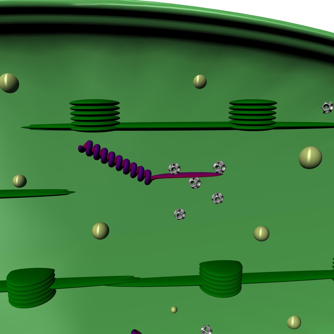 Chloroplast 3d Model