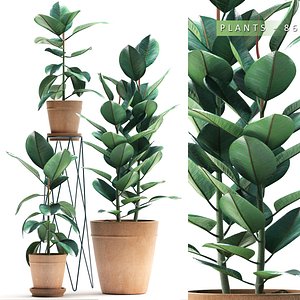 3d rubber plant 86
