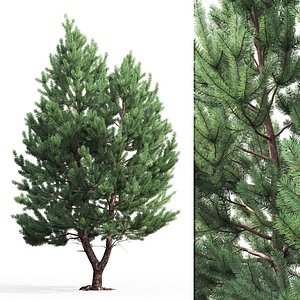 3D pine sylvestris 01