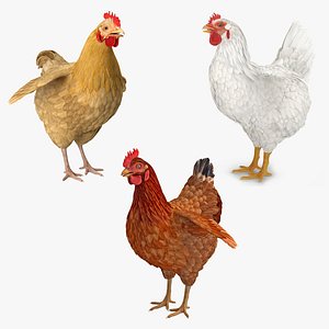 3D chickens white brown model