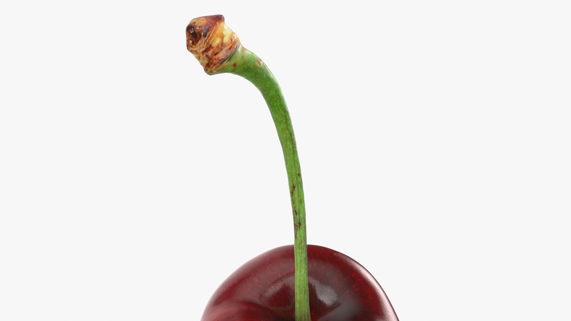 3D Cherry 01 https://p.turbosquid.com/ts-thumb/cP/dfsquh/fJ/cherry01_b0023/jpg/1716628347/1920x1080/fit_q87/04b7996aef6e7266d60478d1adc30a8da5364caa/cherry01_b0023.jpg