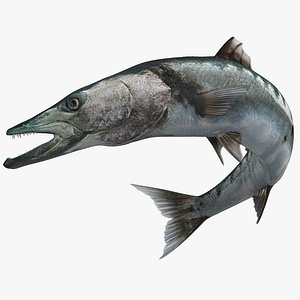 Barracuda Fish Swimming Pose 3D Model