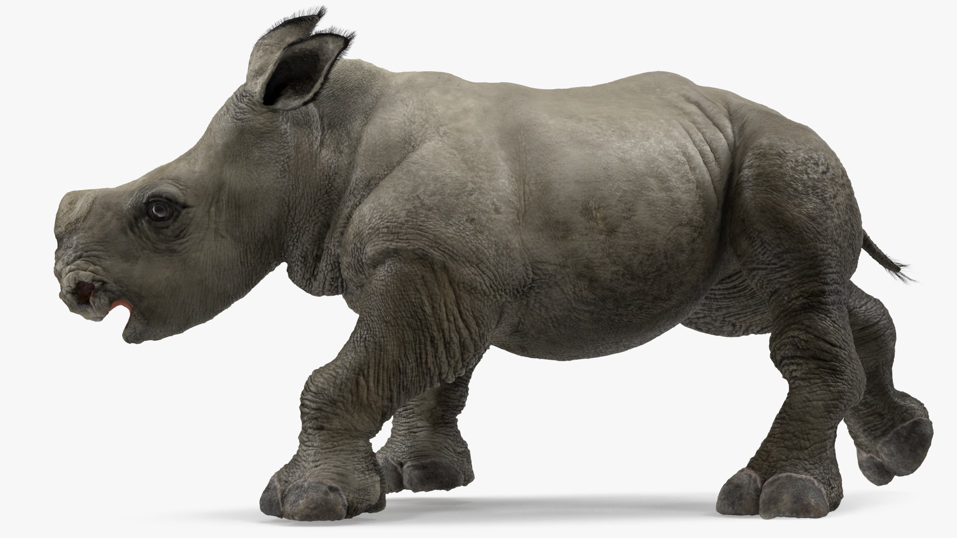 Rhino Baby Walking Pose Fur 3D model preview