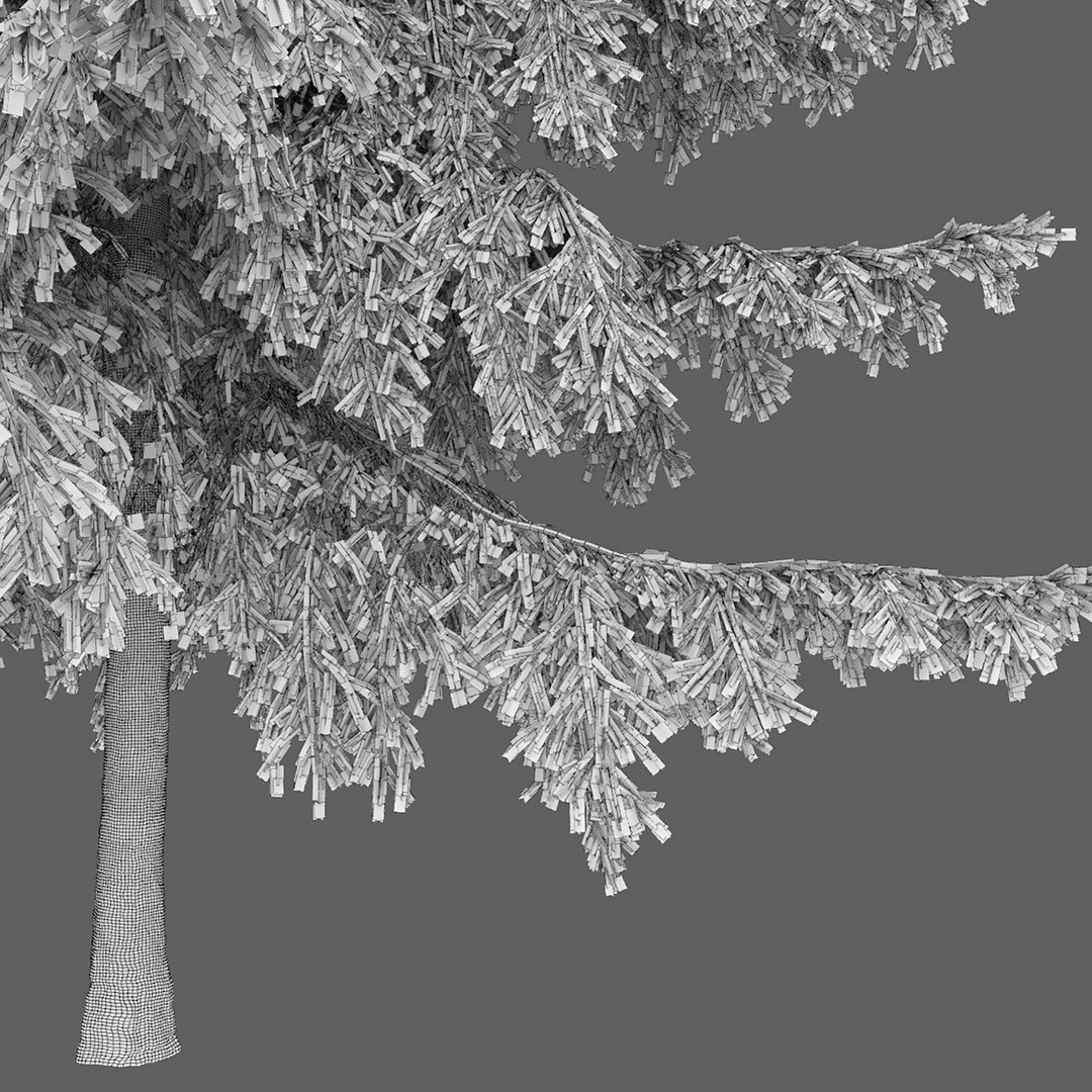 Spruce Tree Nature Model - TurboSquid 1694089