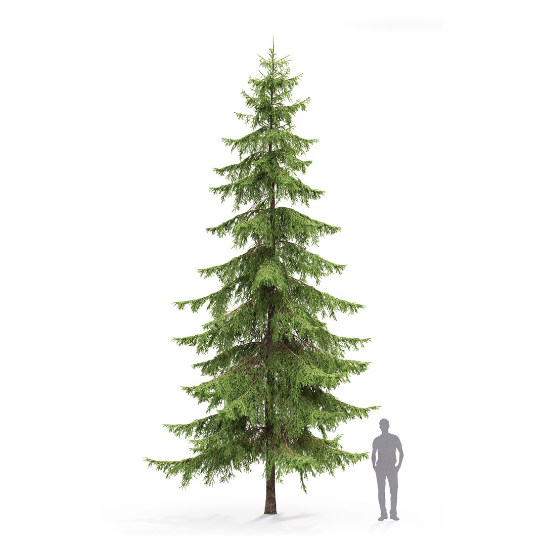 Spruce Tree Nature Model - TurboSquid 1694089