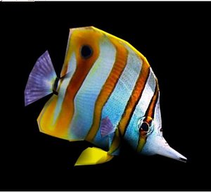 coralfish fish max