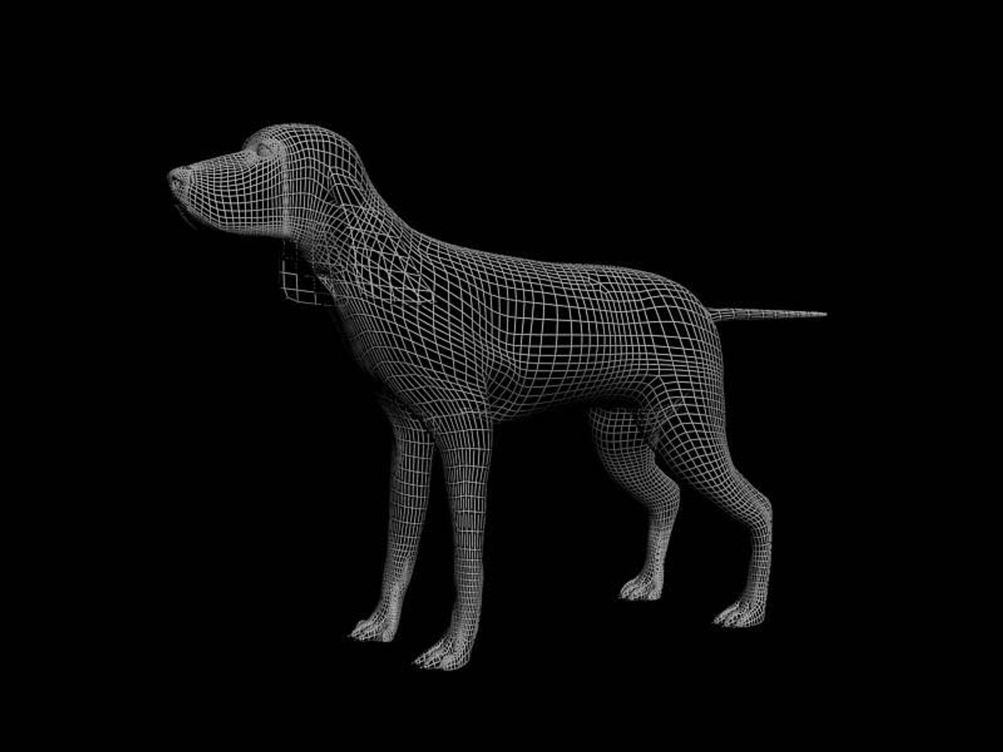 3d irish setter https://p.turbosquid.com/ts-thumb/cP/rD9olc/SItUyiwk/wire/jpg/1467721241/1920x1080/fit_q87/36057599bdb697d919a9ff4b0828185fc3f8dcb8/wire.jpg