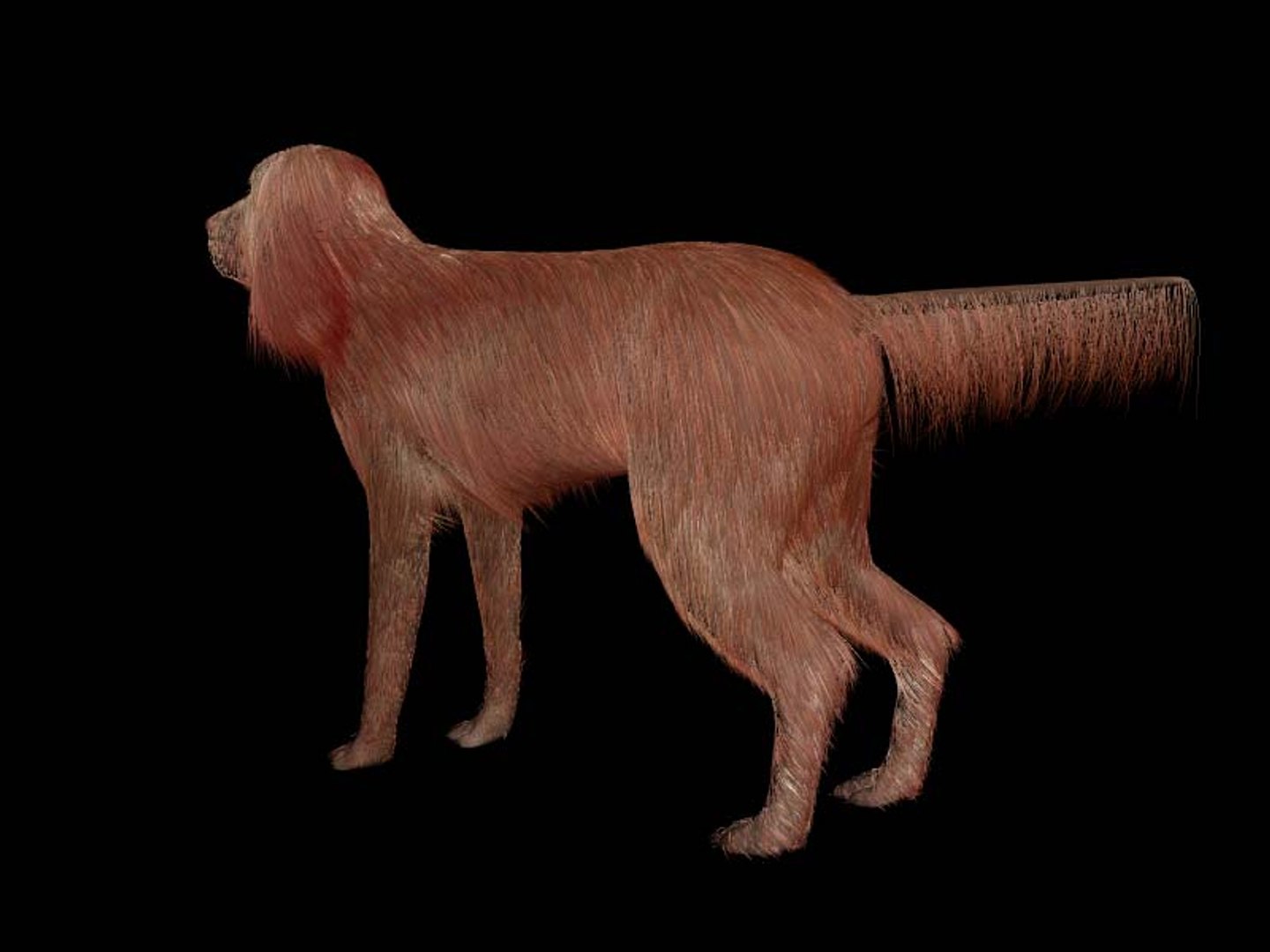 3d irish setter https://p.turbosquid.com/ts-thumb/cP/rD9olc/TtlZP7Rz/tavola4/jpg/1467721241/1920x1080/fit_q87/c502db15e049daedc54e3c2963608fe4817c982e/tavola4.jpg