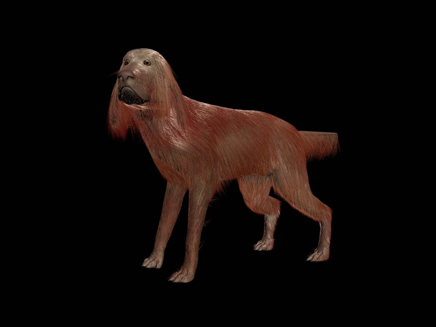3d irish setter https://p.turbosquid.com/ts-thumb/cP/rD9olc/rYSaHqfV/tavola2/jpg/1467721241/1920x1080/fit_q87/51d5e625ea9a0ef12e26d5b34af3a8a035887a7d/tavola2.jpg