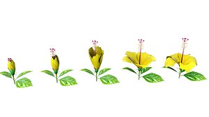 3D Hibiscus flowers