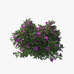 Rosa Rugosa