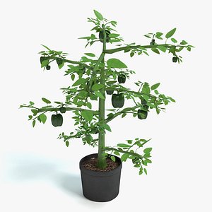 Bell Pepper Plant