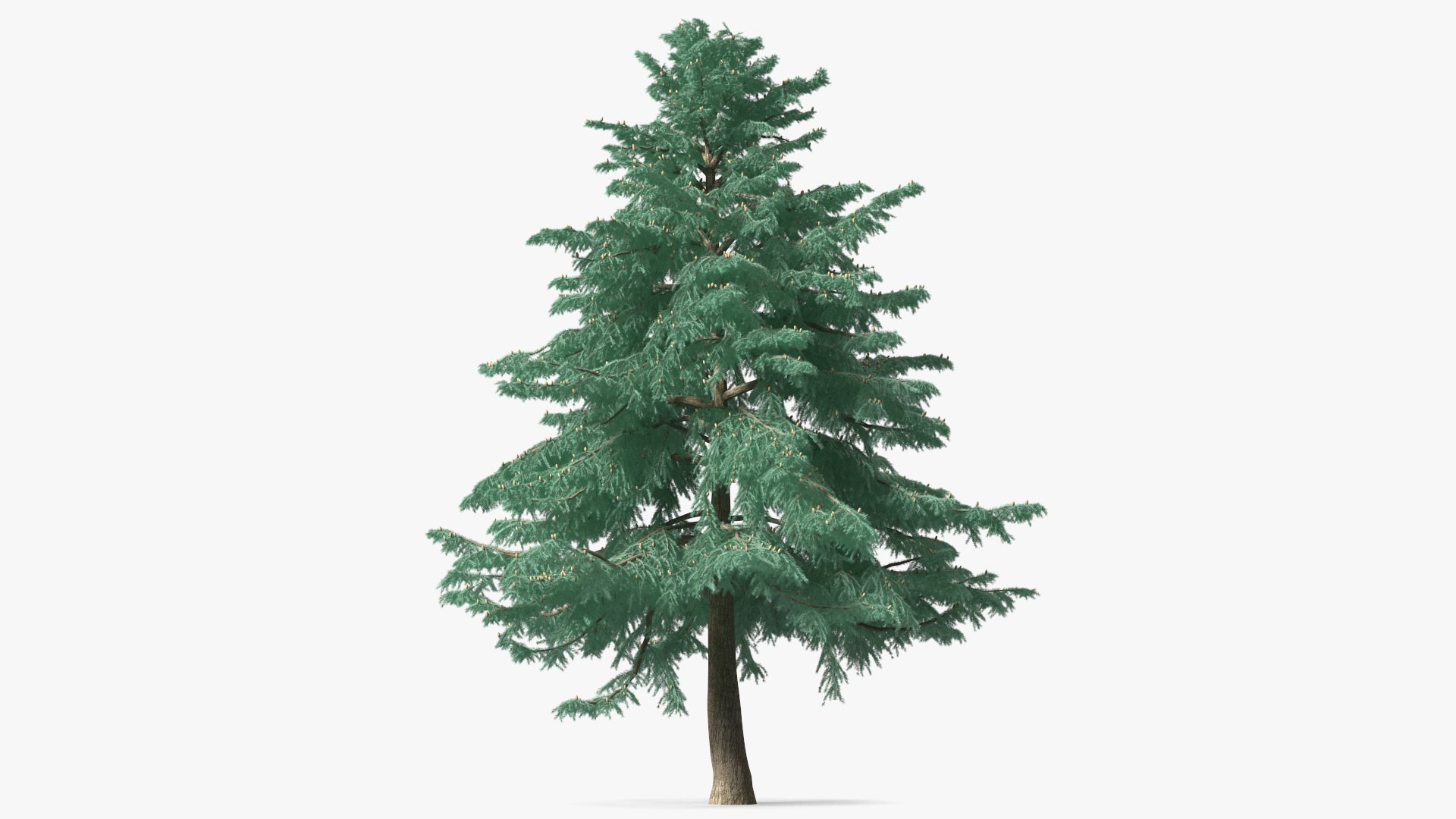 Cedrus Libani Blue Tree 3D model preview