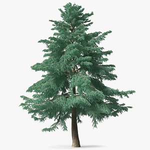 Cedrus Libani Blue Tree