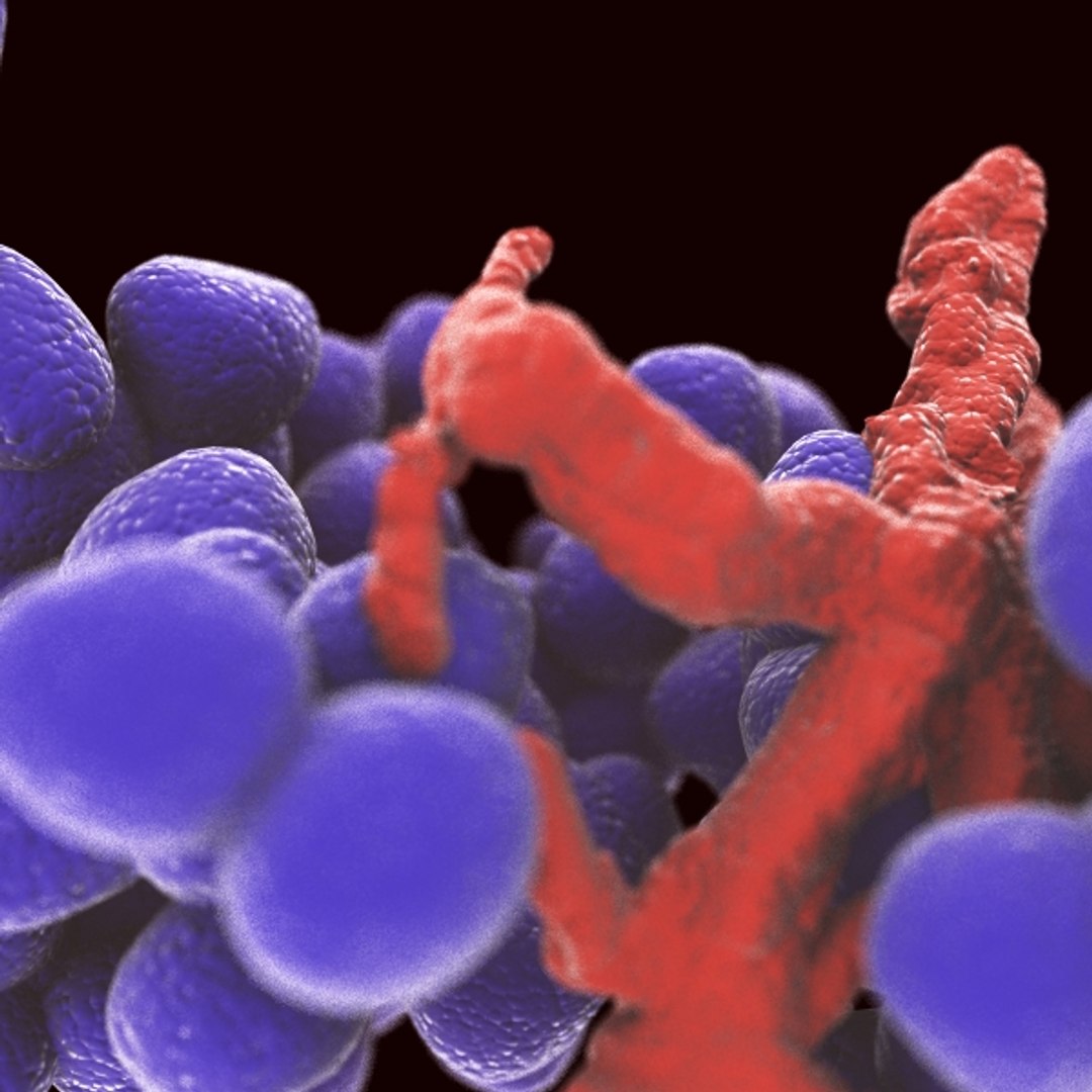enterococcus bacteria colony 3d model https://p.turbosquid.com/ts-thumb/cQ/CcfzBC/7DHytb5U/2/jpg/1316402664/1920x1080/fit_q87/c16e6fb966bcc8e606b719865335d00829f485f5/2.jpg