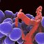Enterococcus Bacteria Colony