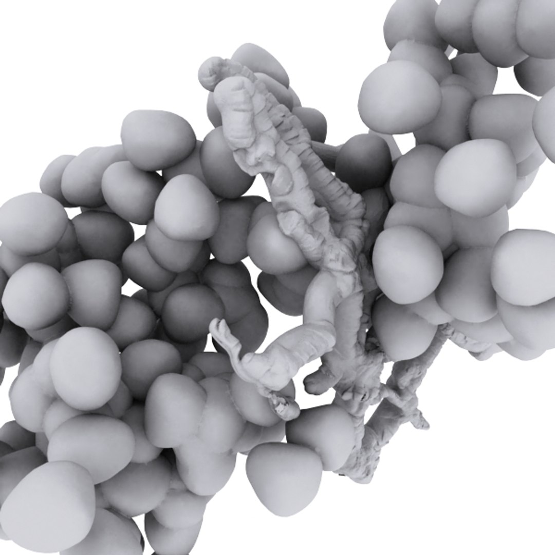 enterococcus bacteria colony 3d model https://p.turbosquid.com/ts-thumb/cQ/CcfzBC/K80vfTn1/3/jpg/1300566434/1920x1080/fit_q87/cfddc865291d6949dade4818ae9638d9e7c9e119/3.jpg