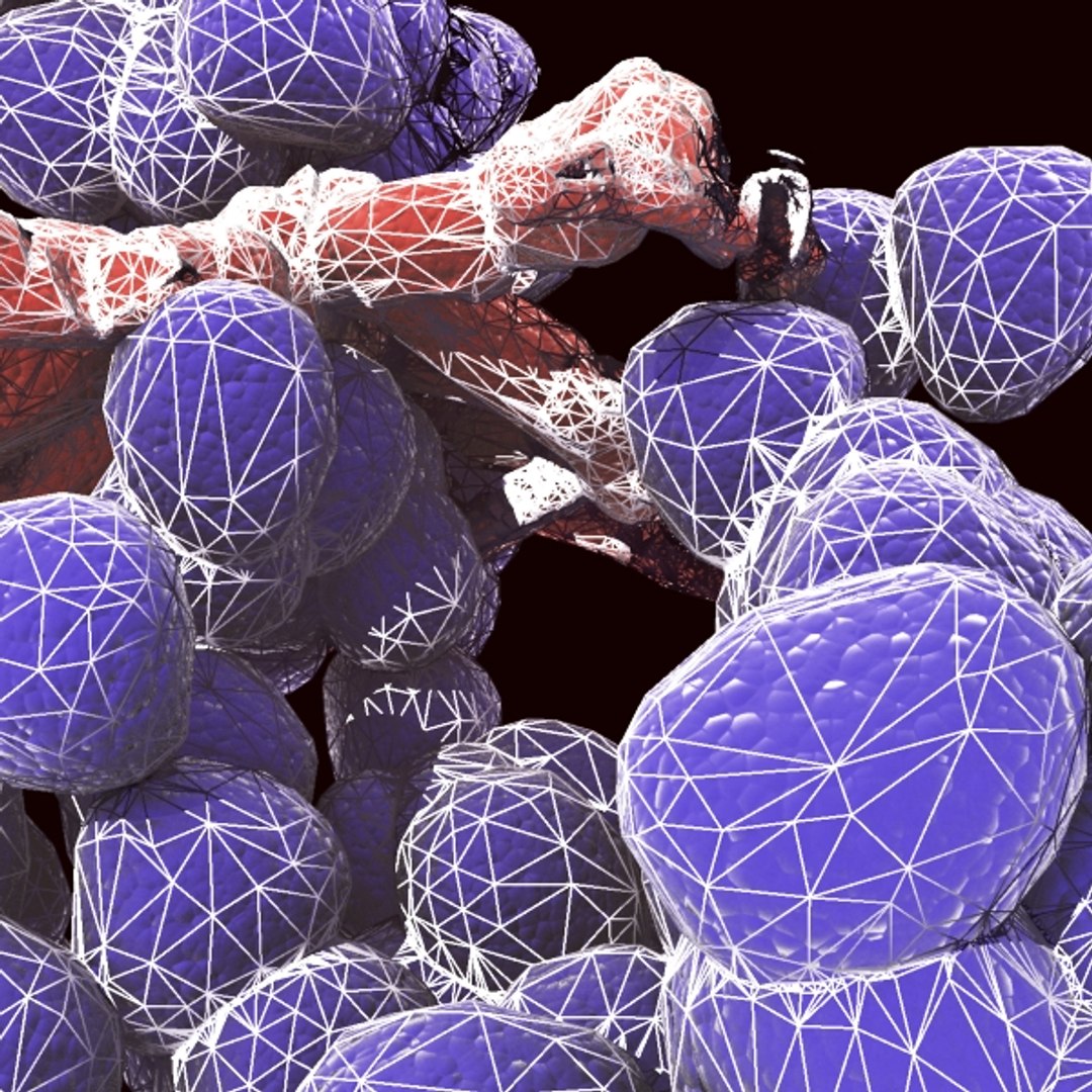 enterococcus bacteria colony 3d model https://p.turbosquid.com/ts-thumb/cQ/CcfzBC/Nf64k8Jy/wire2/jpg/1316457064/1920x1080/fit_q87/65f2597af168e7587c45533fcf8915e2486038a5/wire2.jpg