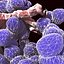 Enterococcus Bacteria Colony