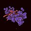 Enterococcus Bacteria Colony