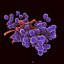 Enterococcus Bacteria Colony