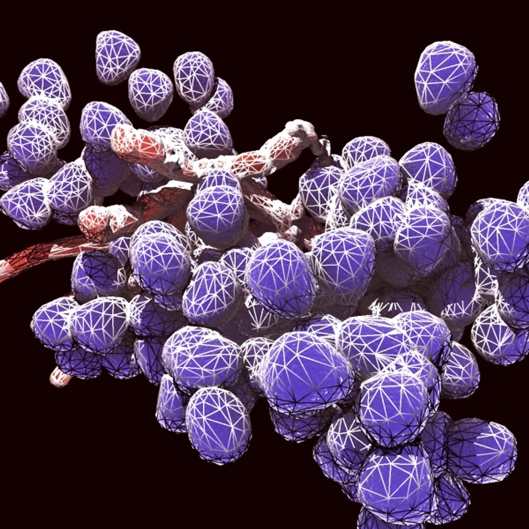 enterococcus bacteria colony 3d model https://p.turbosquid.com/ts-thumb/cQ/CcfzBC/yAvEqbFQ/wire/jpg/1316457064/1920x1080/fit_q87/666ba6661759f7dd5538196c0e347170b86f4038/wire.jpg
