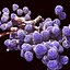 Enterococcus Bacteria Colony