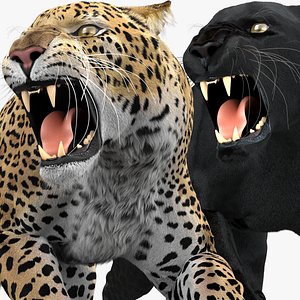 3D leopard panther pack fur model