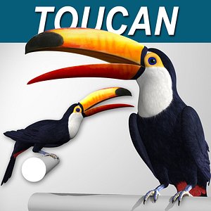 Toucan A Folded Wings