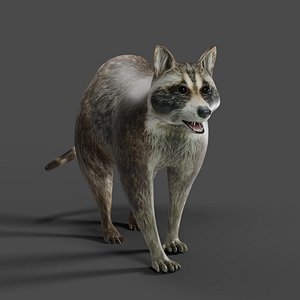 3D model Raccoon Rigged  Animation in Blender