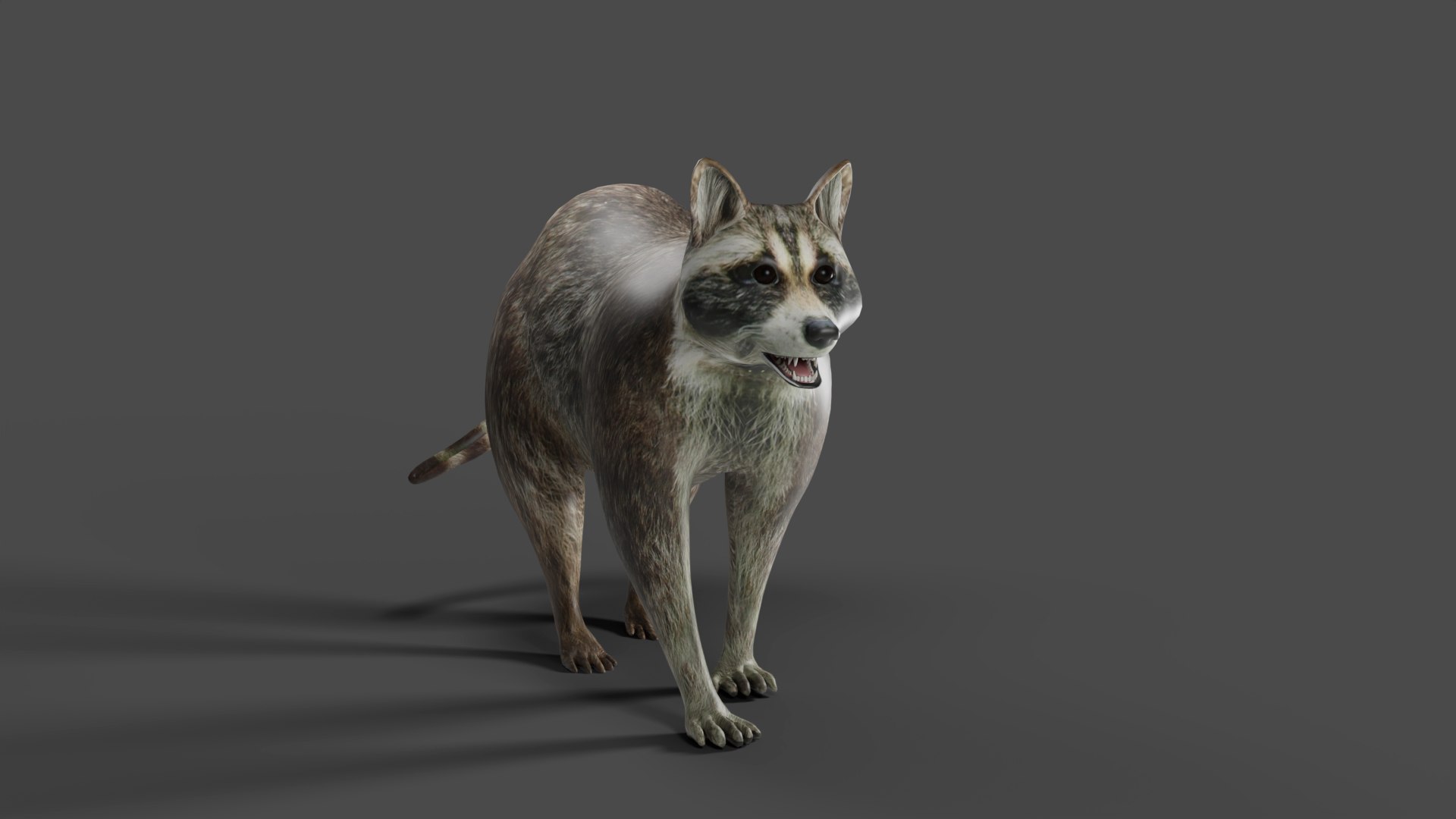 3D Model Raccoon Rigged Animation In Blender - TurboSquid 2009520