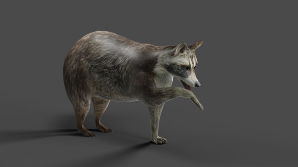 modelo 3d Animación montada de mapache en Blender - TurboSquid 2009520