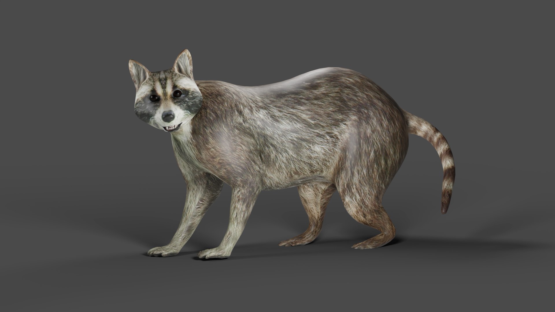 3D Model Raccoon Rigged Animation In Blender - TurboSquid 2009520