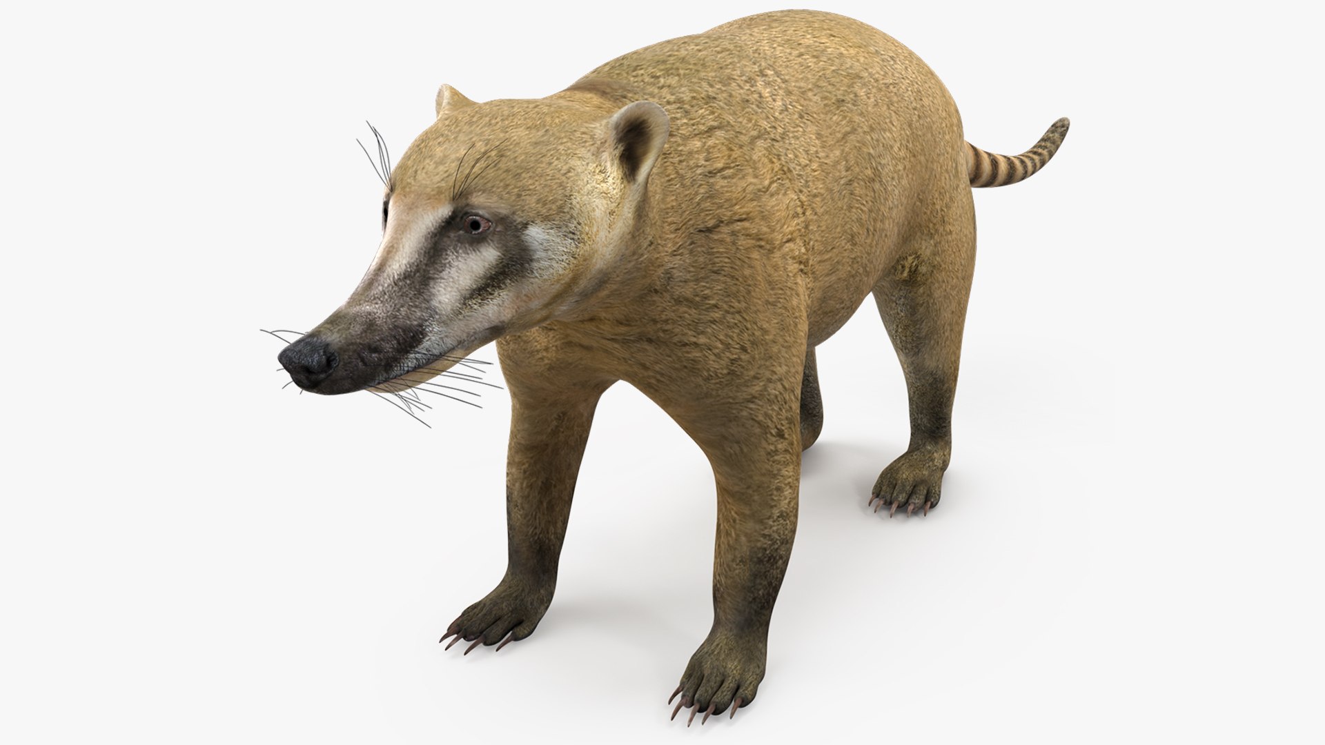Mountain Coati Basic Pose 3D model preview