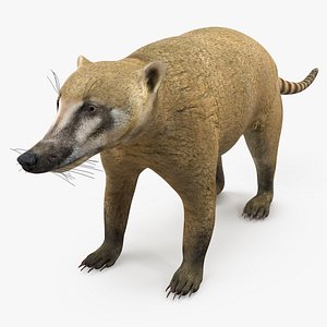 Mountain Coati Basic Pose 3D model