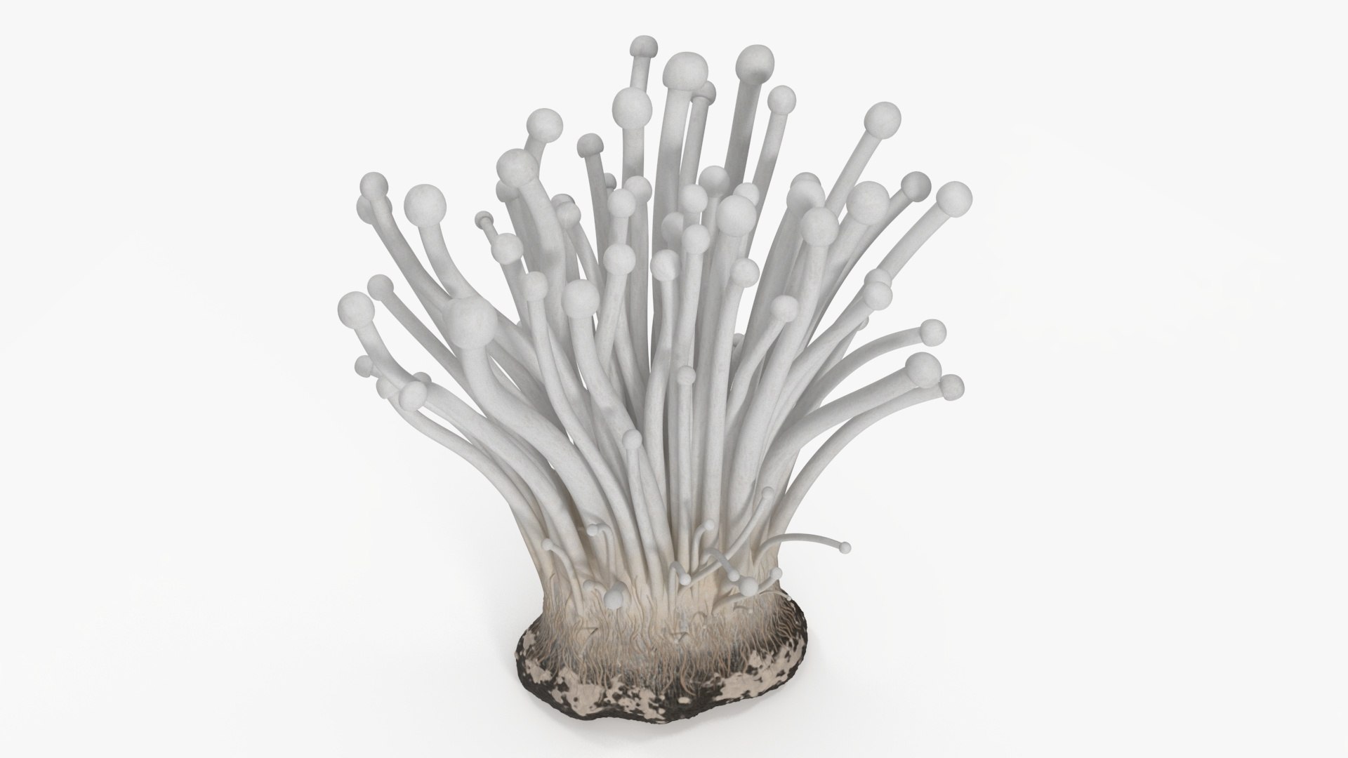 3D Enokitake model https://p.turbosquid.com/ts-thumb/cQ/MhavBY/29/enokitakevray3dmodel012/jpg/1713313564/1920x1080/fit_q87/f588225775b5ba5b0adba460470ccd2c697dba8b/enokitakevray3dmodel012.jpg