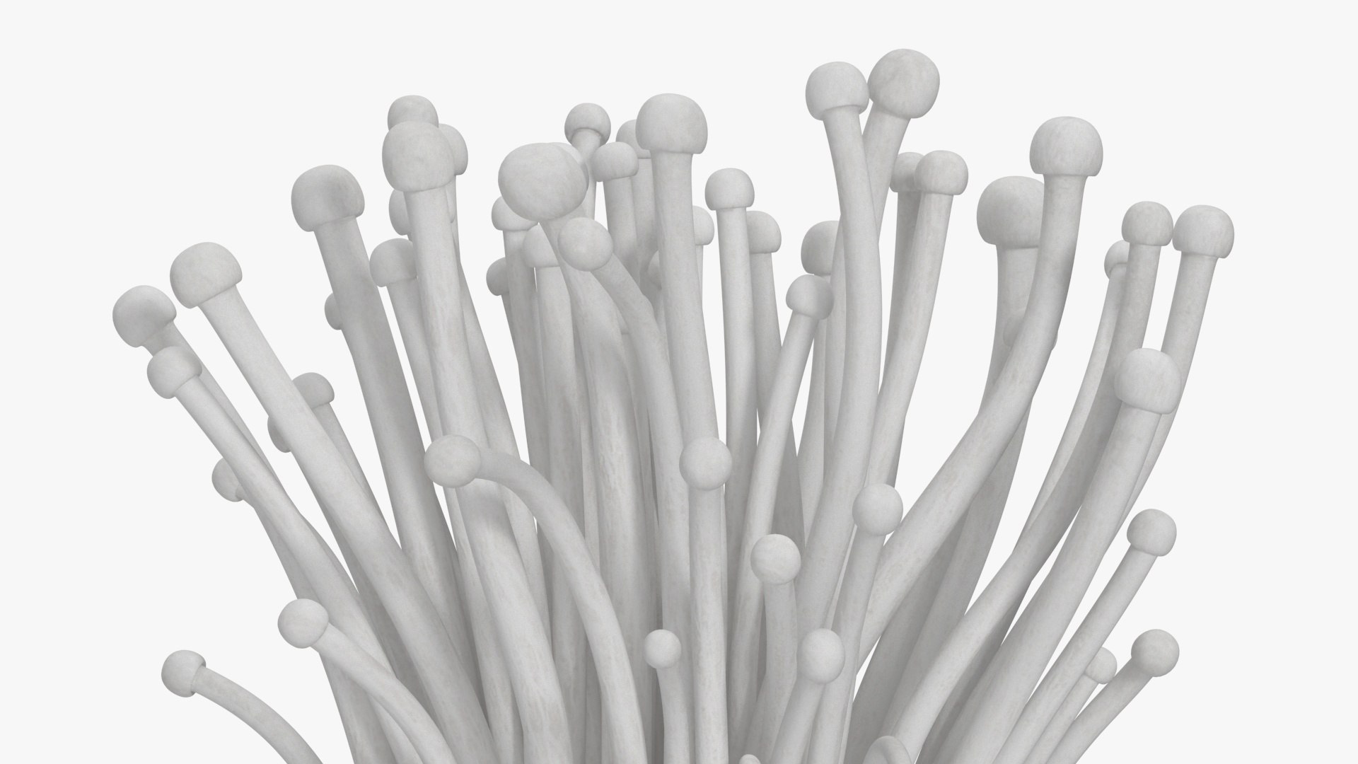 3D Enokitake model https://p.turbosquid.com/ts-thumb/cQ/MhavBY/Ck/enokitakevray3dmodel011/jpg/1713313561/1920x1080/fit_q87/1e2930a95218b38b6ea8089f520ba409ba4889a4/enokitakevray3dmodel011.jpg