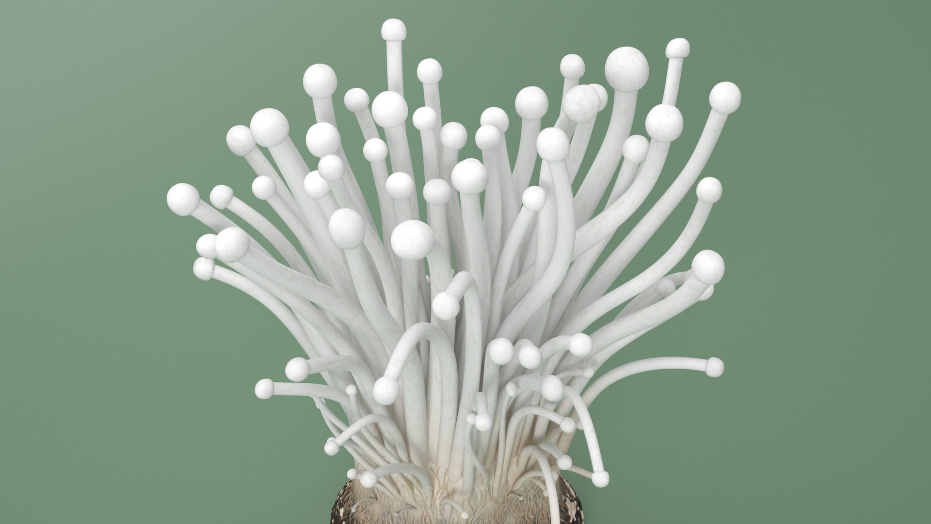 3D Enokitake model https://p.turbosquid.com/ts-thumb/cQ/MhavBY/Dl/enokitakevray3dmodel009/jpg/1713313555/1920x1080/fit_q87/64067860d887d9ab7bda20d2dbf045660f992c80/enokitakevray3dmodel009.jpg