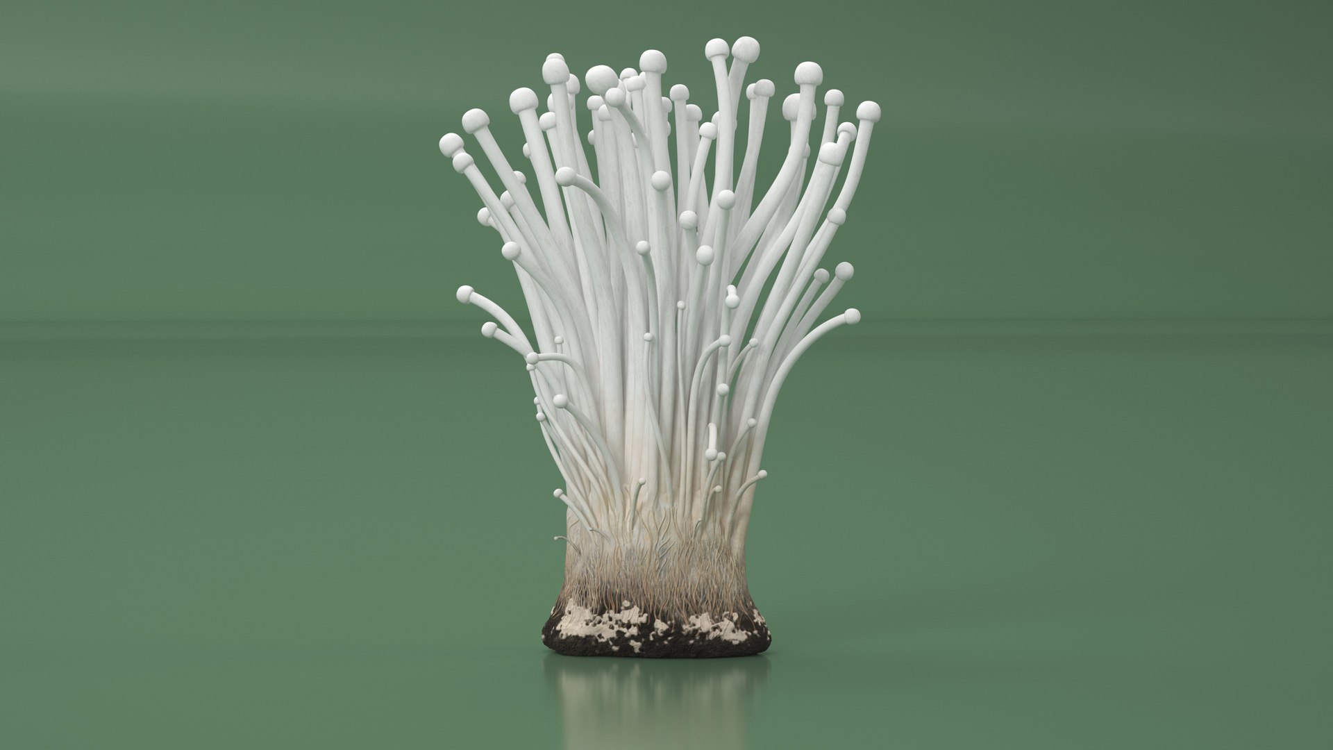 3D Enokitake model https://p.turbosquid.com/ts-thumb/cQ/MhavBY/Ez/enokitakevray3dmodel008/jpg/1713313551/1920x1080/fit_q87/8436e40c2c9e9fafb7b49ea531a73c80e367cfc0/enokitakevray3dmodel008.jpg