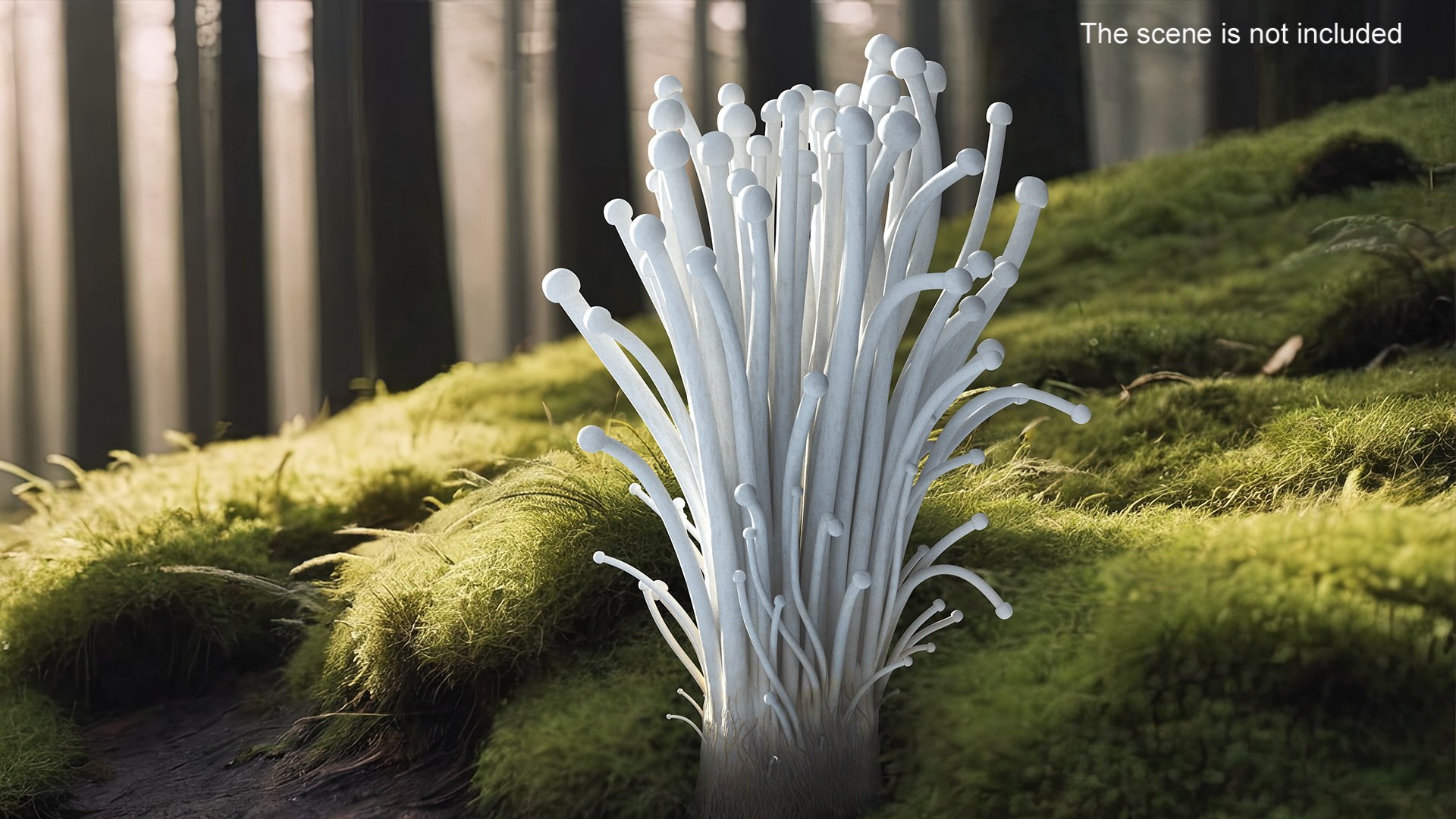 3D Enokitake model https://p.turbosquid.com/ts-thumb/cQ/MhavBY/HY/enokitakevray3dmodel006/jpg/1713313548/1920x1080/fit_q87/f8bbfef926825862de2eb1111f0d7d3300ec2b78/enokitakevray3dmodel006.jpg