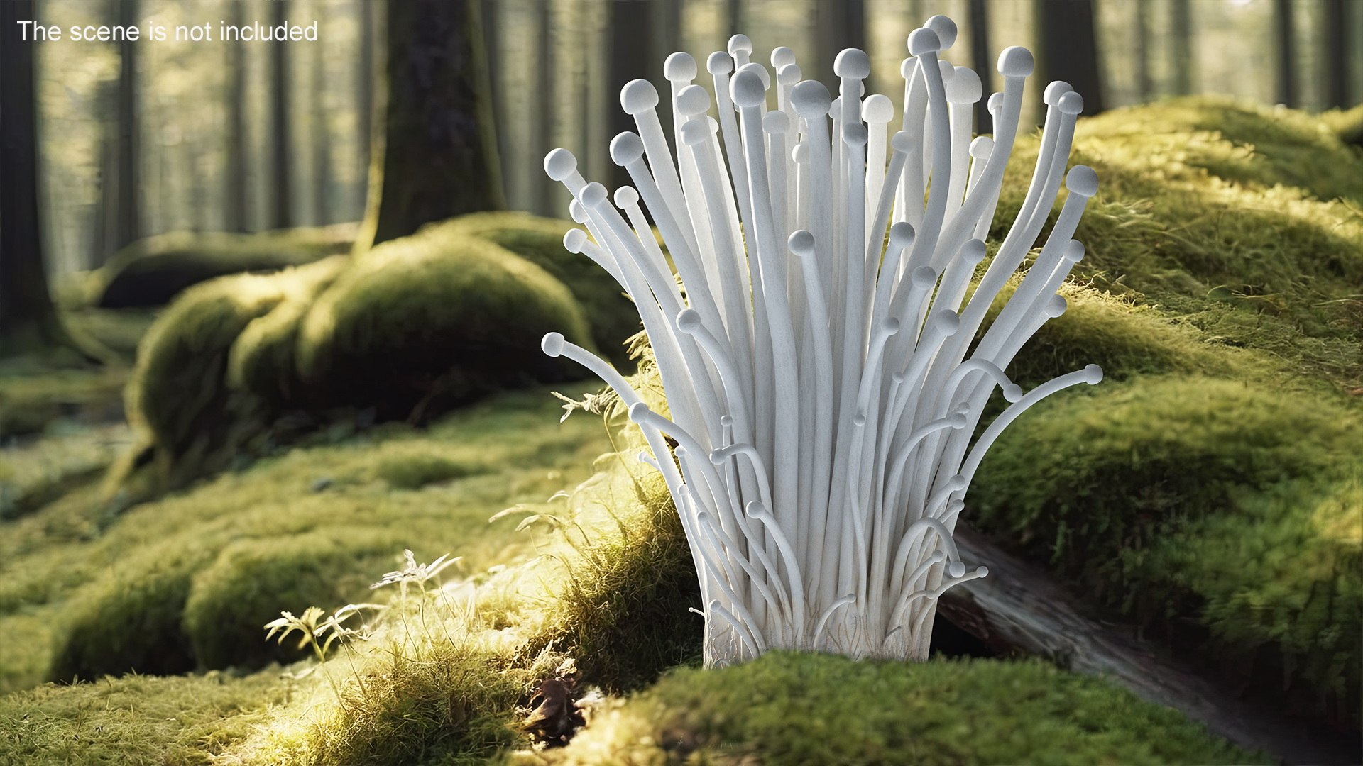 3D Enokitake model https://p.turbosquid.com/ts-thumb/cQ/MhavBY/JS/enokitakevray3dmodel004/jpg/1713313545/1920x1080/fit_q87/8ac18875cf86909307d17766560f4b2d57f784e3/enokitakevray3dmodel004.jpg