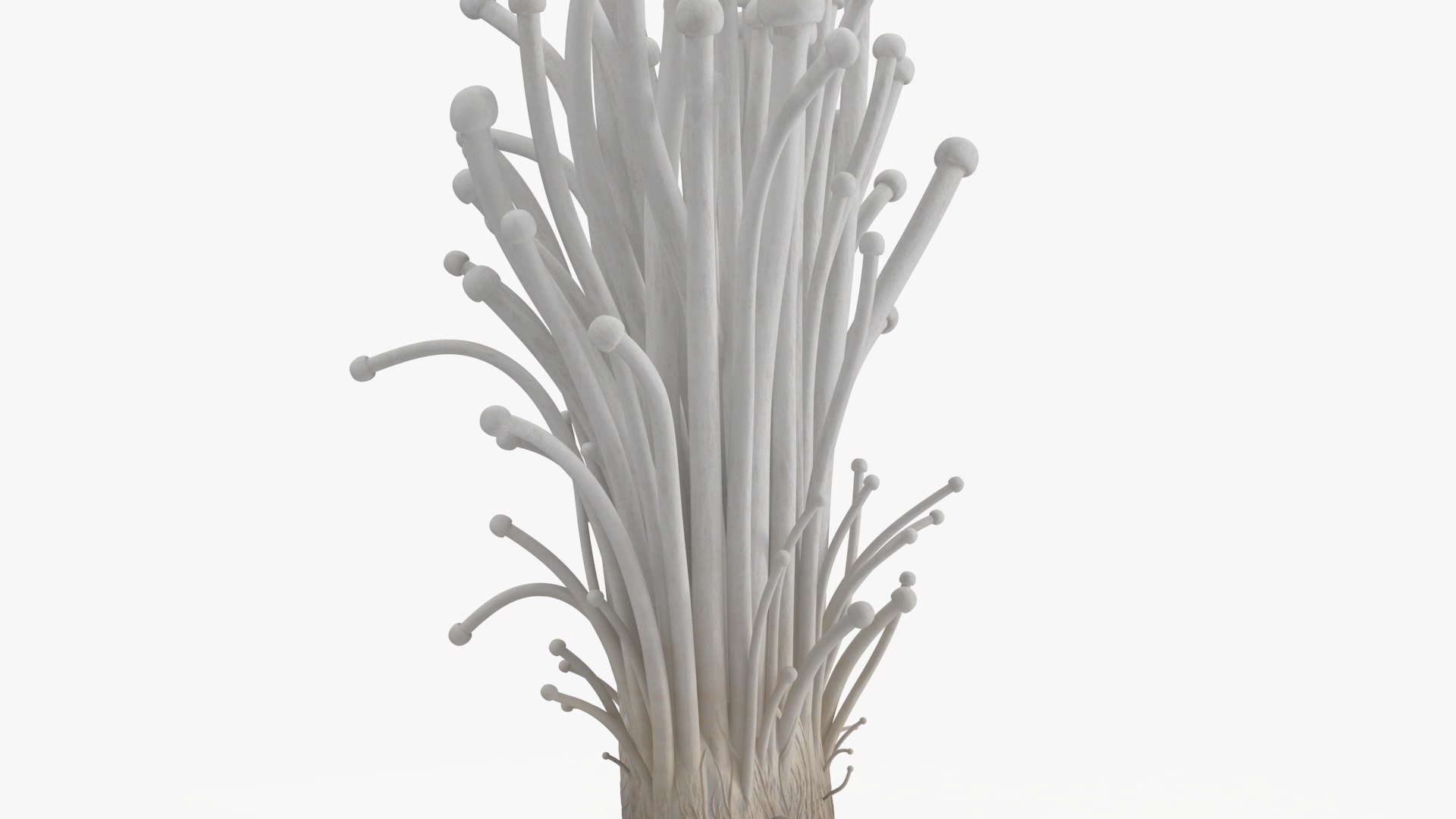 3D Enokitake model https://p.turbosquid.com/ts-thumb/cQ/MhavBY/Rv/enokitakevray3dmodel013/jpg/1713313567/1920x1080/fit_q87/92ef30102fdc37d654a7ea3aeb518b646be8ec2d/enokitakevray3dmodel013.jpg