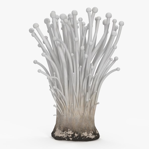 3D Enokitake model