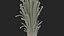 Enokitake