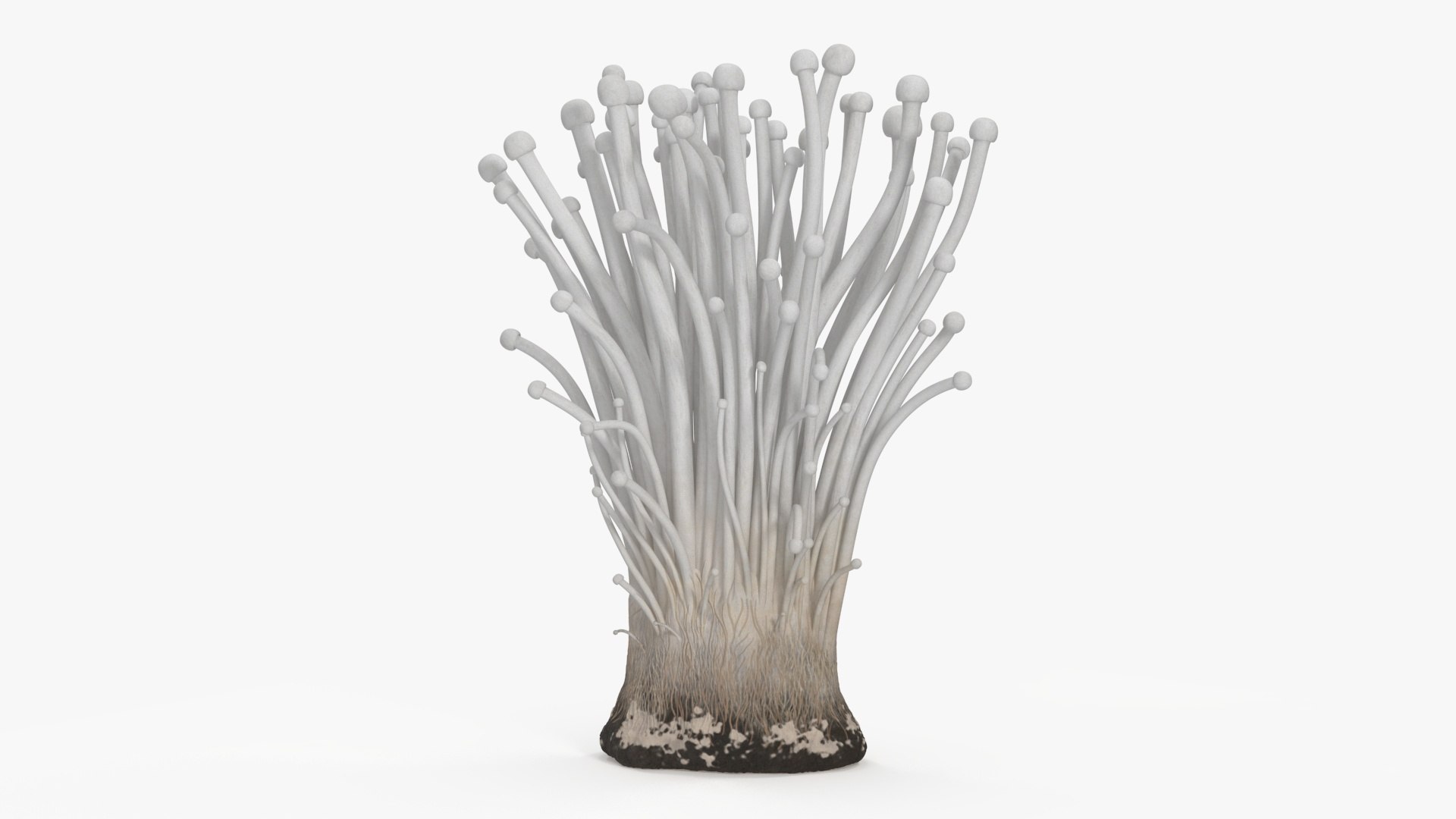 Enokitake 3D model preview