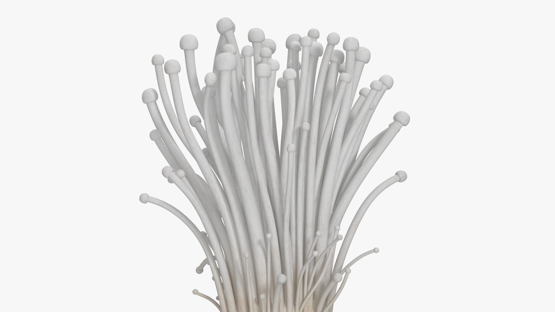 3D Enokitake model https://p.turbosquid.com/ts-thumb/cQ/MhavBY/uL/enokitakevray3dmodel010/jpg/1713313558/1920x1080/fit_q87/3dbdfa8051fc9d56e20de553b2d552dd0822e130/enokitakevray3dmodel010.jpg