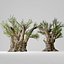 3D trees