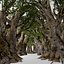3D trees