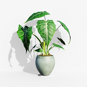 Alocasia Plant in Decorative Pot